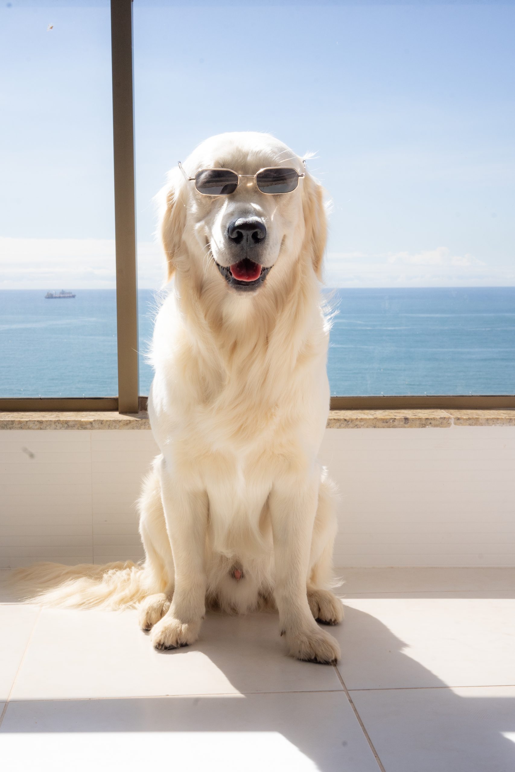 Meet Chilaquil The Golden Retriever Making the Internet Smile 1