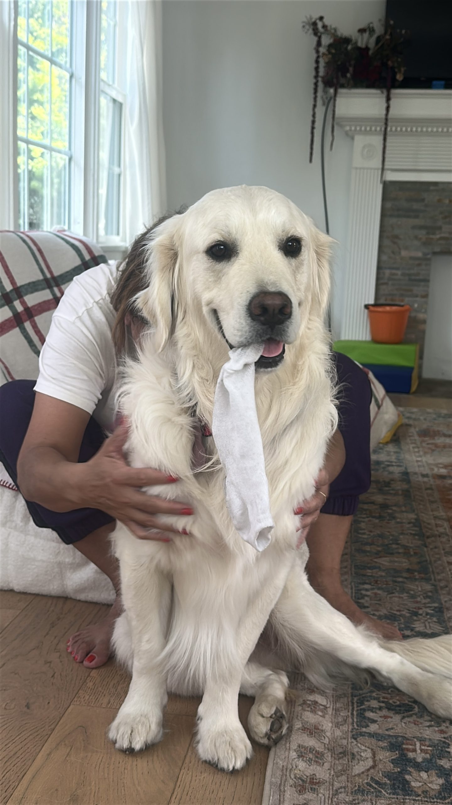 Meet Chilaquil The Golden Retriever Making the Internet Smile 2