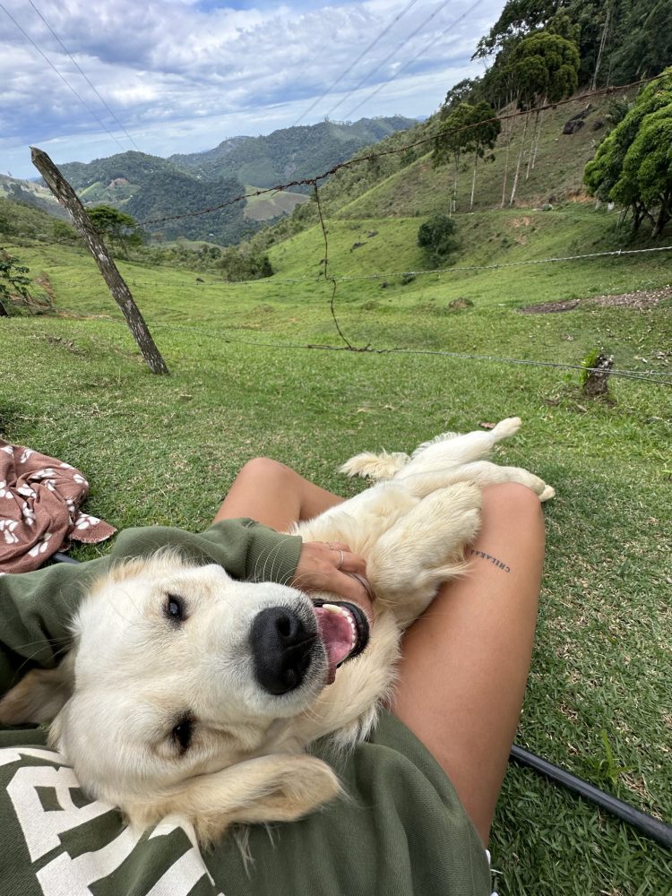 Meet Chilaquil The Golden Retriever Making the Internet Smile 3