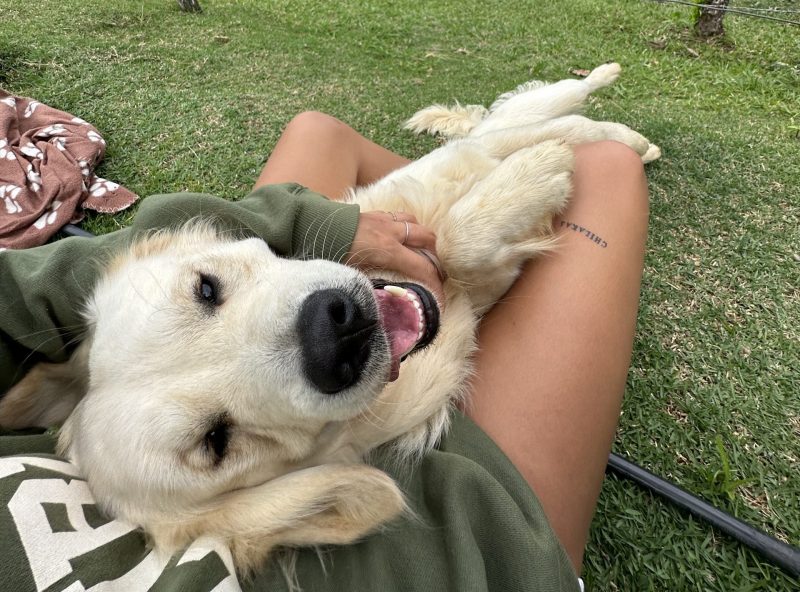 Meet Chilaquil The Golden Retriever Making the Internet Smile 3