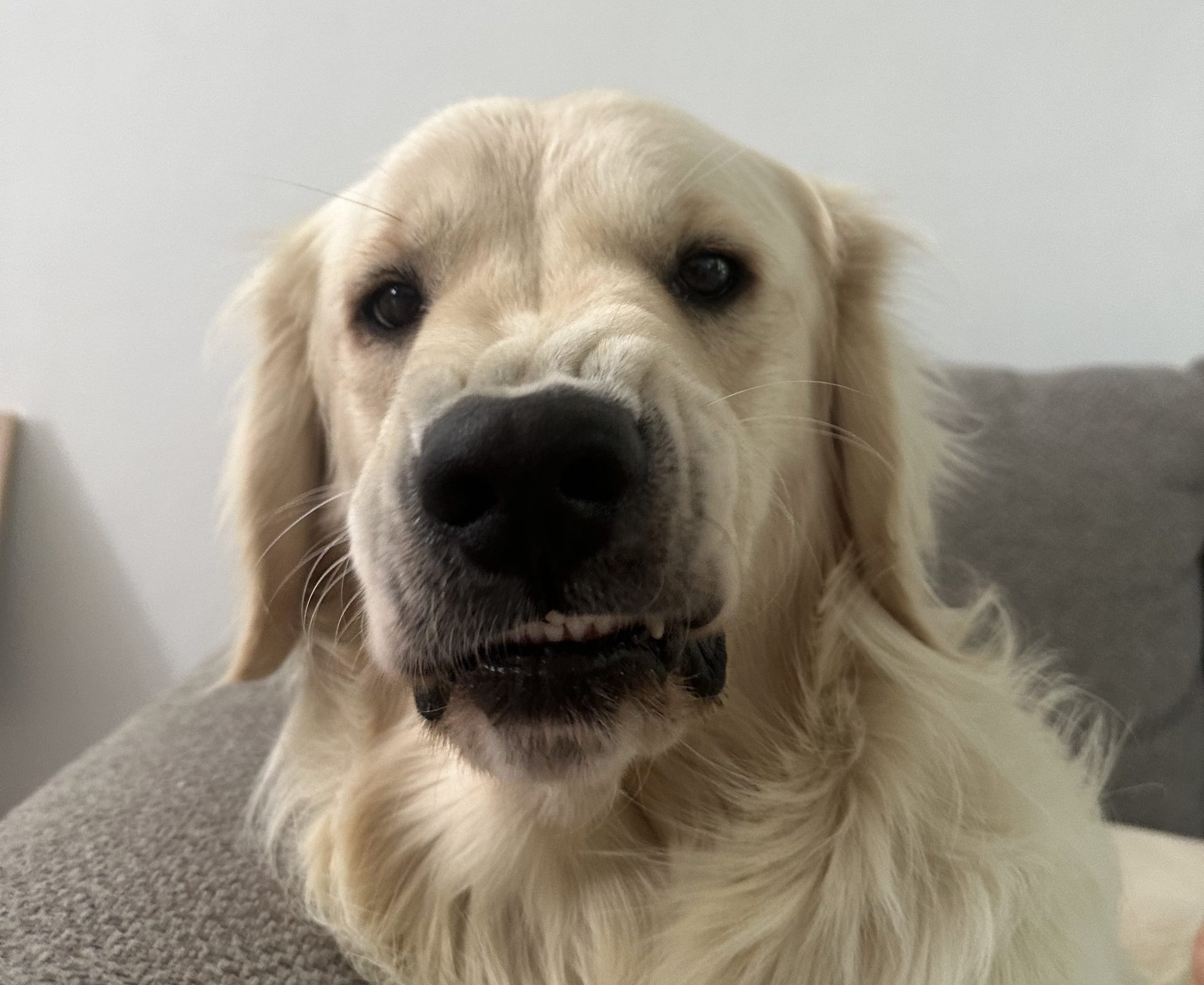 Meet Chilaquil The Golden Retriever Making the Internet Smile 4