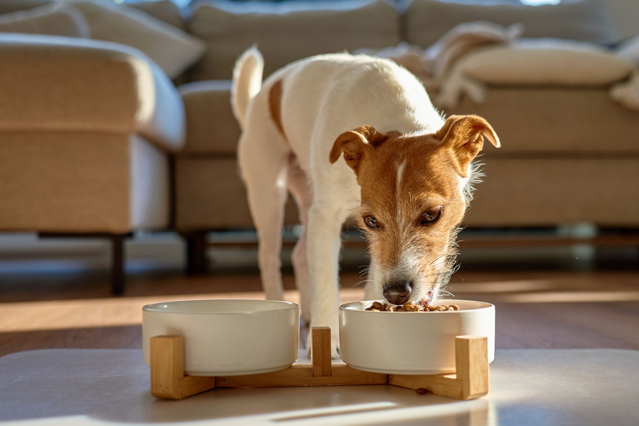 Lašišų aliejus šunims – kaip jis palaiko odą, kailį ir bendrą sveikatą – ar lašišų aliejus tinka šunims