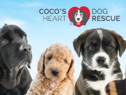 Saying Yes When It Matters Most Coco’s Heart Dog Rescue 1