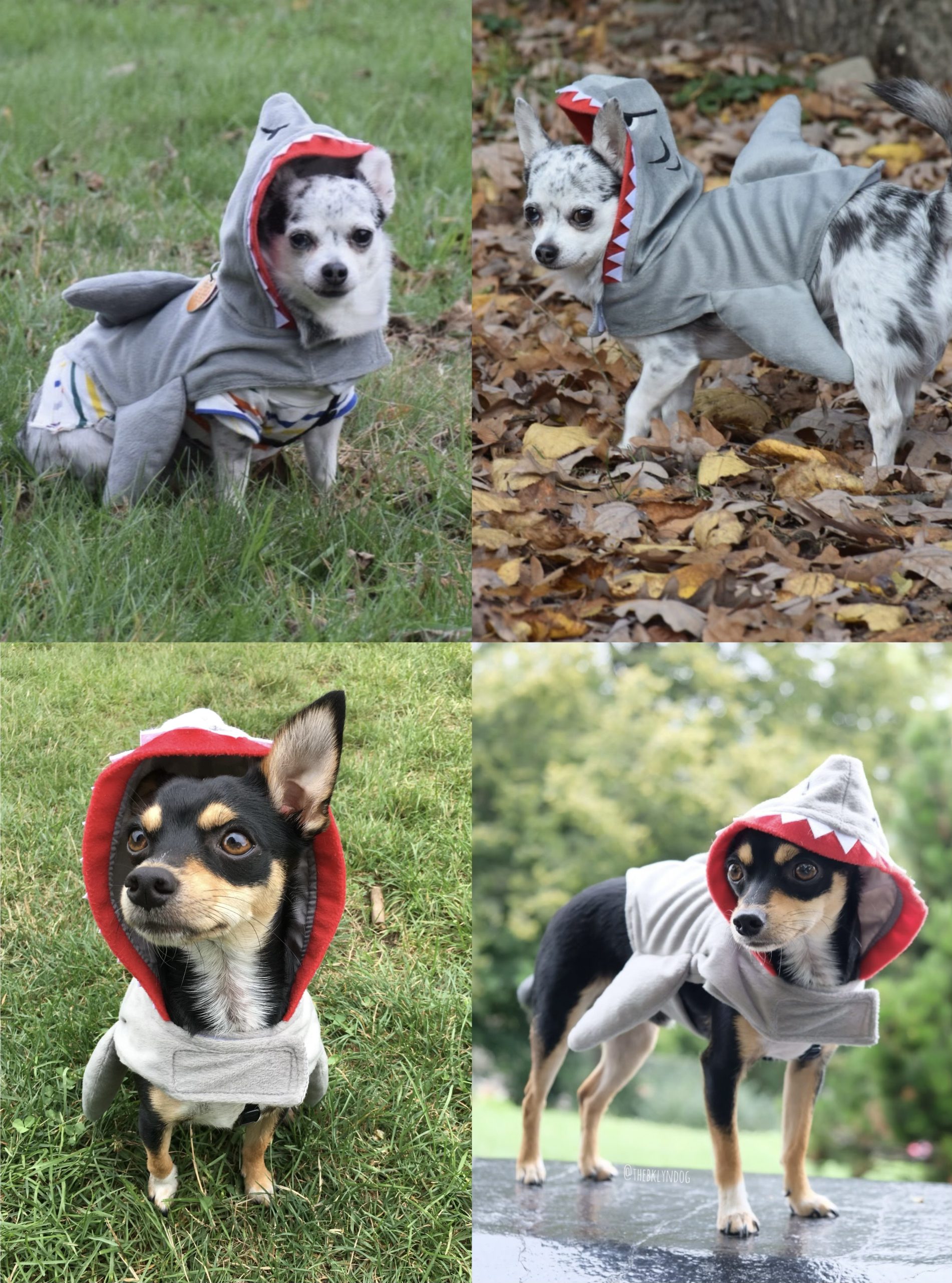 We Didn’t Just Add a Dog to Our Life—We Built a Life With Him 3