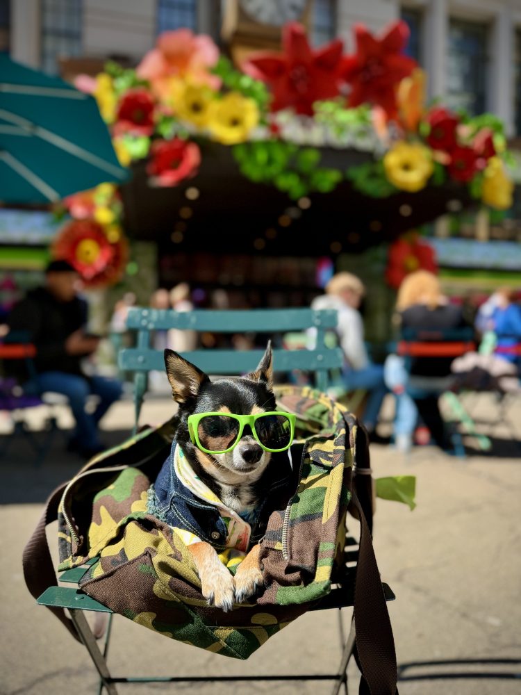 We Didn’t Just Add a Dog to Our Life—We Built a Life With Him 2