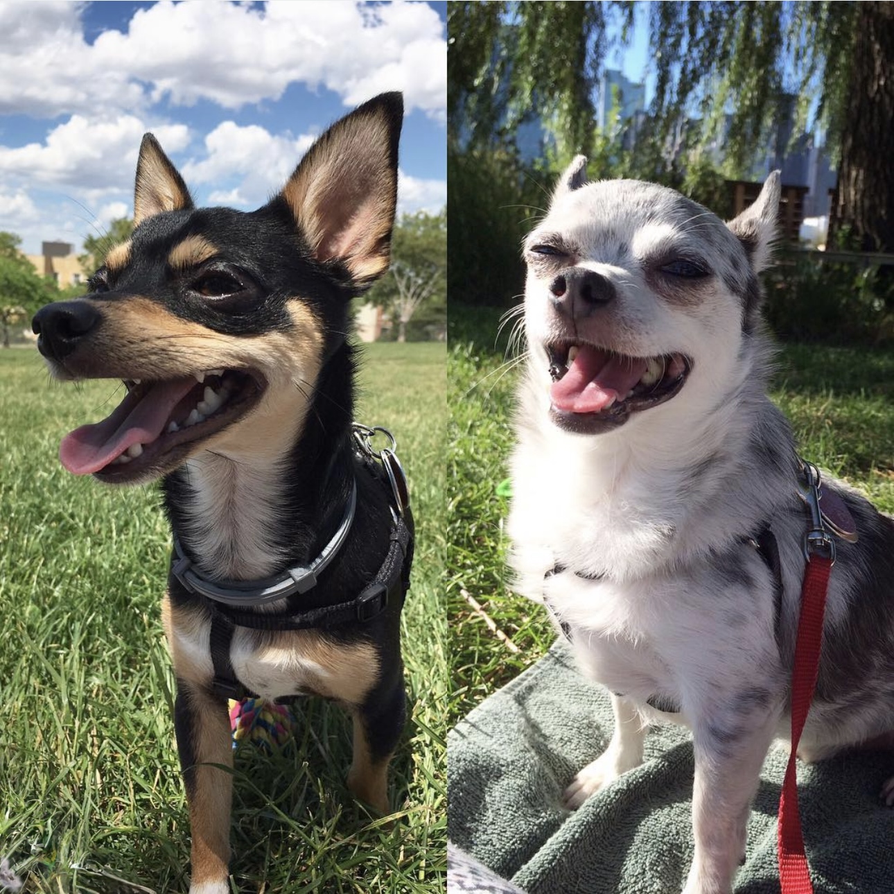 We Didn’t Just Add a Dog to Our Life