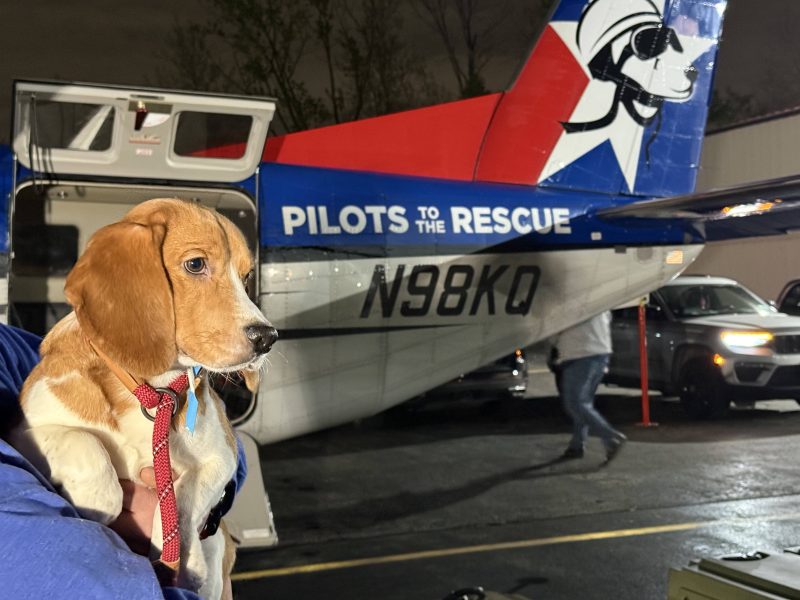1,500_Beagles_Rescued_from_Wisconsin_Lab_Farm_–_Here_s_Where_They_re_Going_-_Lead_Image__Beagle_held_in_front_of_Plane