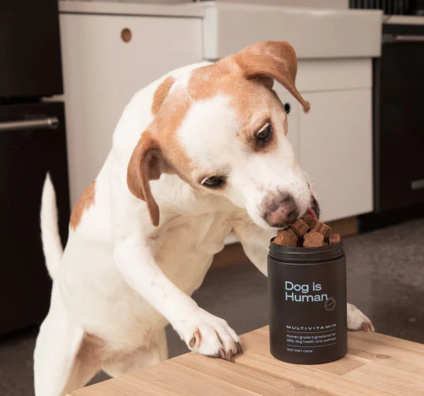 PetWireDaily — Fresh Dog Food vs. Processed: What’s the Best Choice (and Is There a Secret Third Option)?