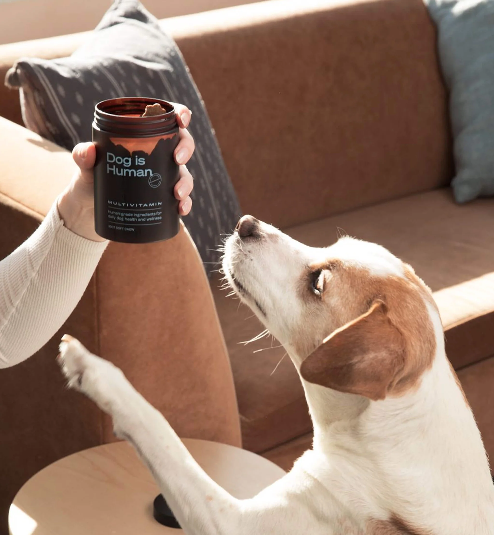 Fresh Dog Food vs. Processed_ What’s