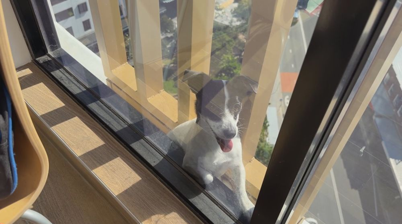 Good Luck or Bad Luck_ The 13th Floor Rescue of a Dog Trapped on a Balcony for Two Days Nine News Australia