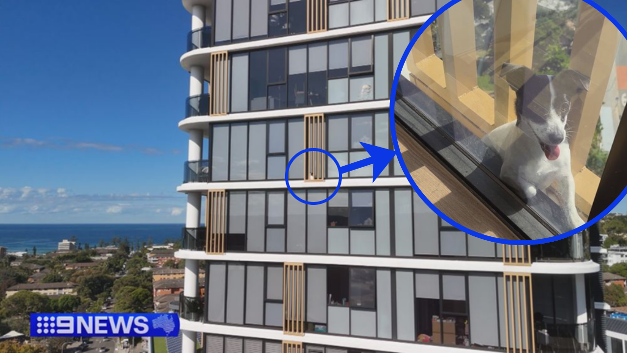 Good Luck or Bad Luck_ The 13th Floor Rescue of a Dog Trapped on a Balcony for Two DaysCollage of images from Nine News Australia