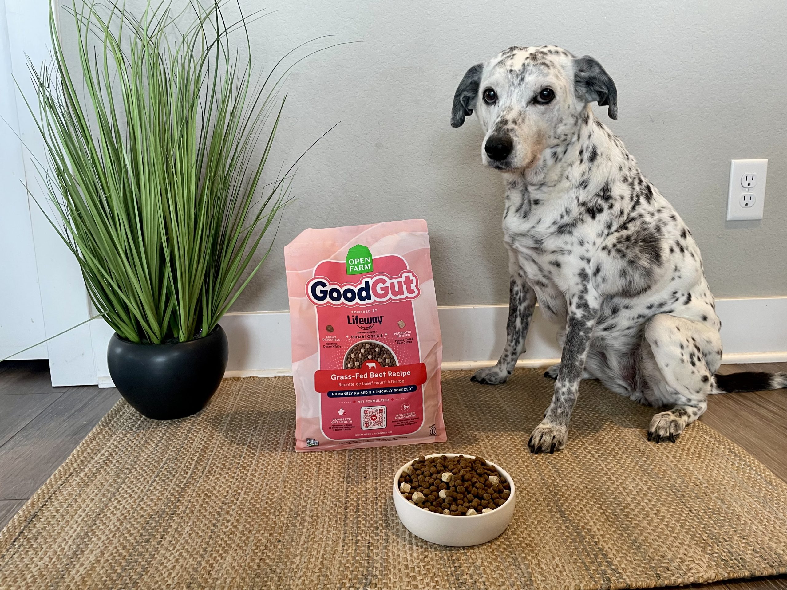 Open Farm GoodGut Dog Food Review 2026 8