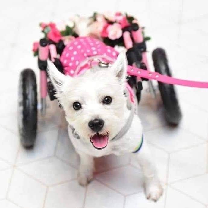 Pumpkin the Wheelie Dog’s Story – A Journey of Love, Strength & Hope 2