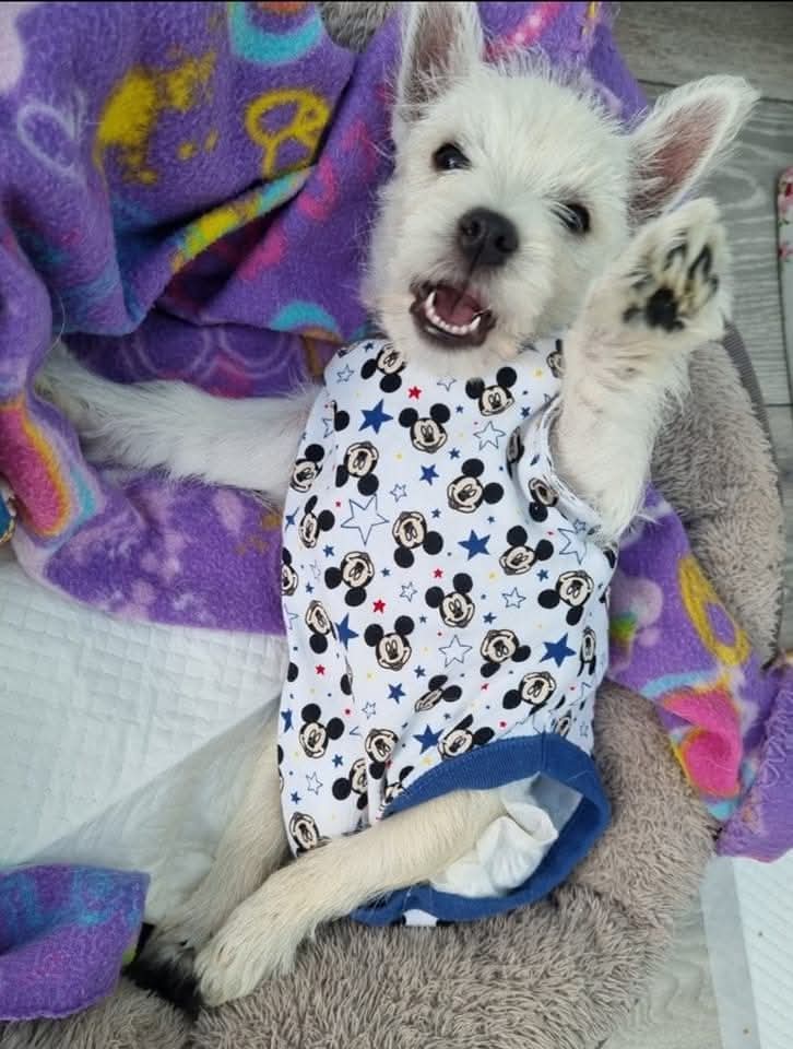 Pumpkin the Wheelie Dog’s Story – A Journey of Love, Strength & Hope 7