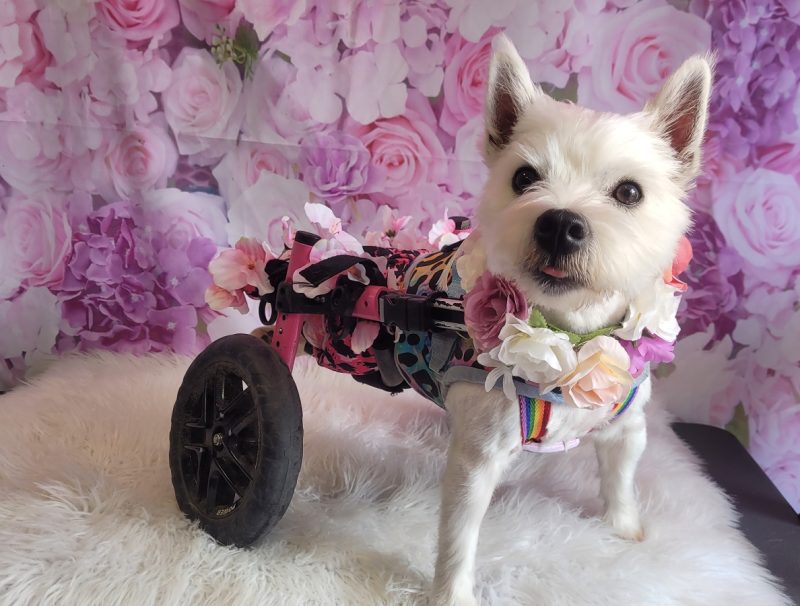 Pumpkin the Wheelie Dog’s Story – A Journey of Love, Strength & Hope - Featured Image