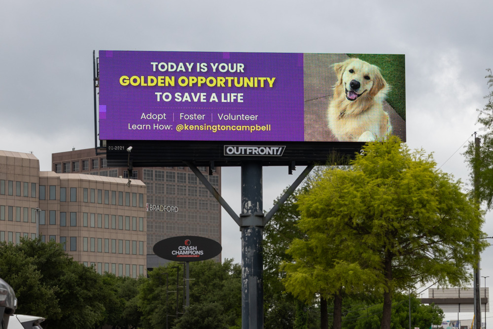 The Golden Standard_ How The Life and Legacy of Kensington Campbell Changed the Heart of Animal Advocacy Kensington Billboard Golden Opportunity