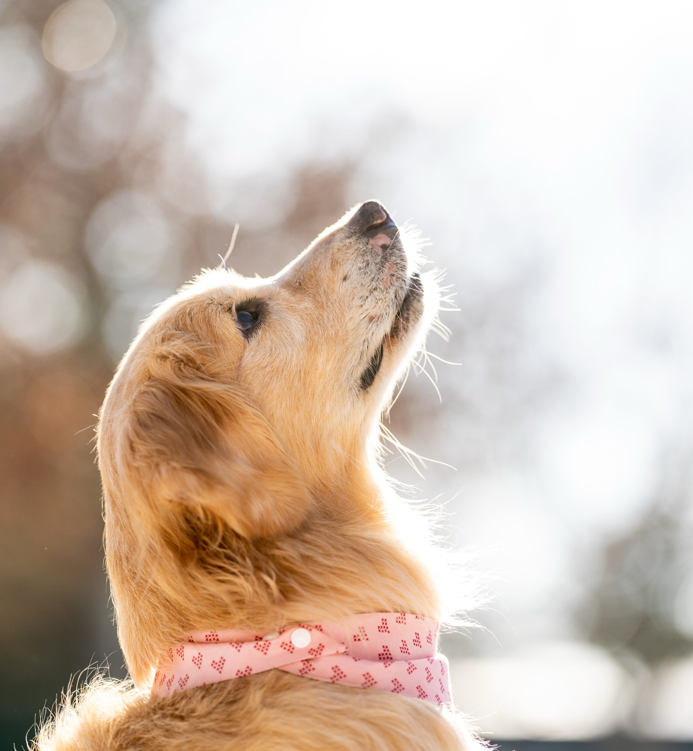 The Golden Standard_ How The Life and Legacy of Kensington Campbell Changed the Heart of Animal Advocacy Kensington Looking Up to the Rainbow Bridge