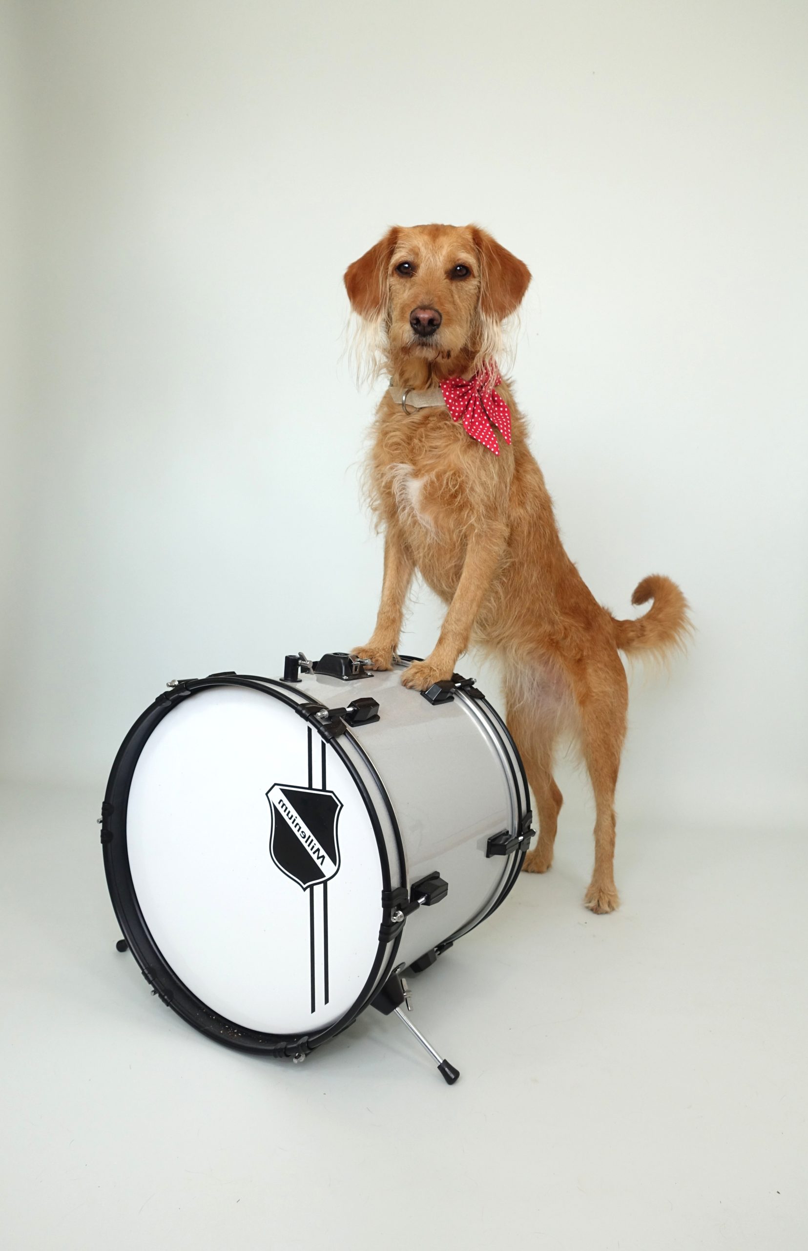 Meet Anabel, the Drumming Dog Making Music With Her Best Friend Anabel standing on drums