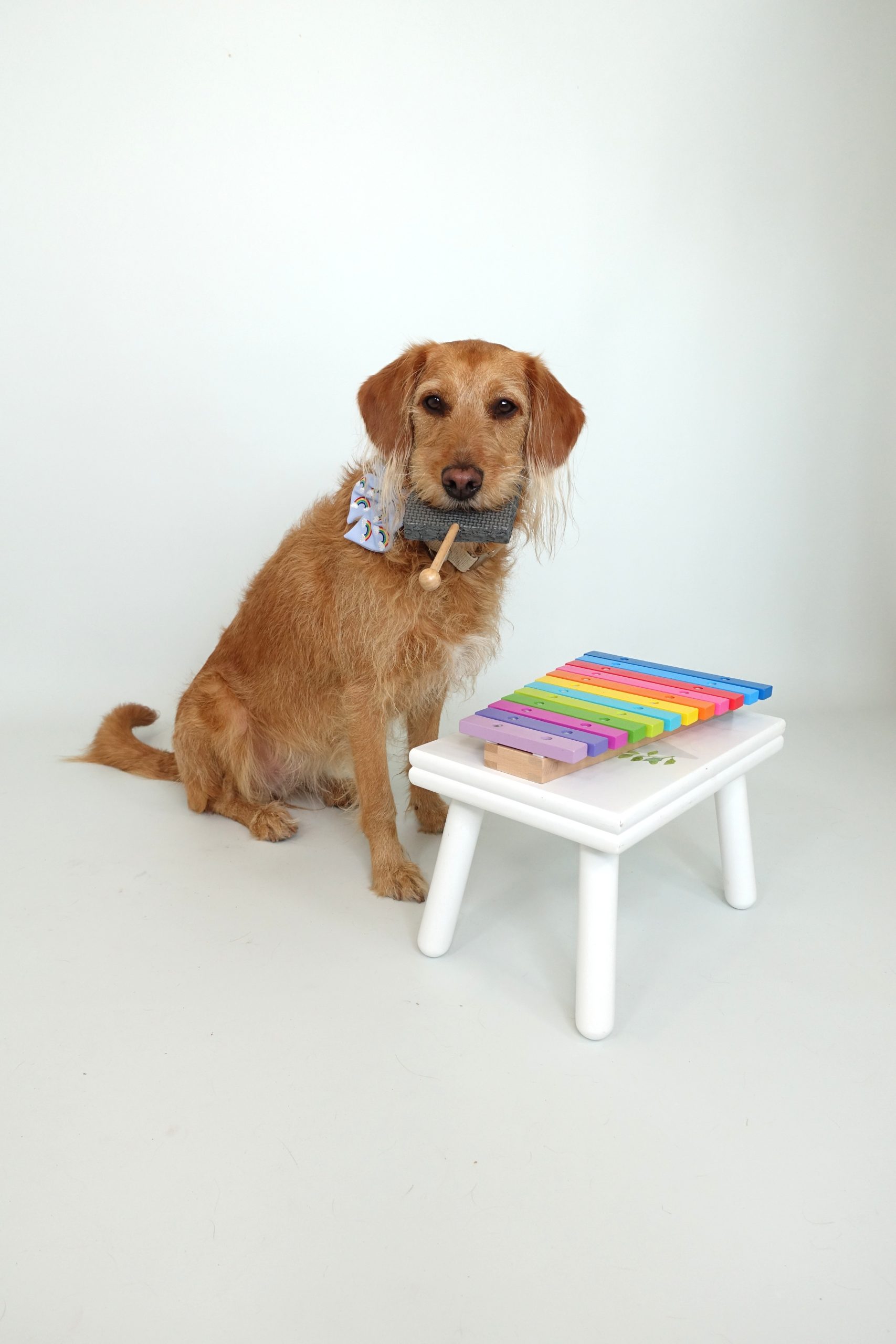 Meet Anabel, the Drumming Dog Making Music With Her Best Friend Anabel xylophone