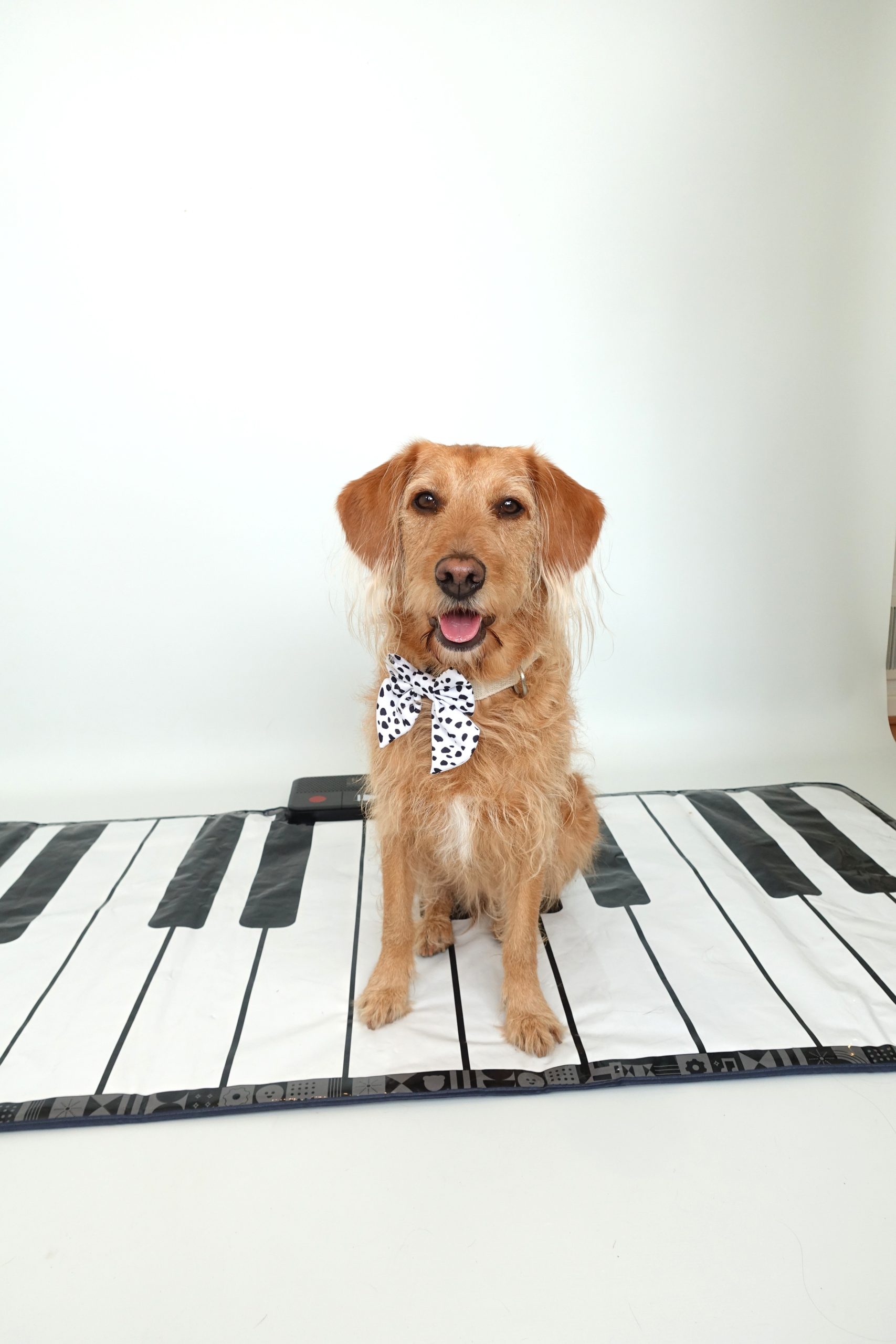 Meet Anabel, the Drumming Dog Making Music With Her Best FriendAnabel piano portrait